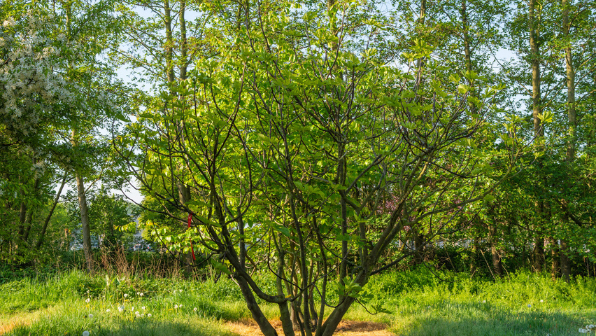 Ficus carica wielopniowy
