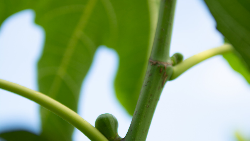 Ficus carica pędy
