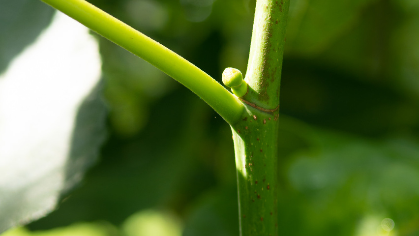 Ficus carica pędy