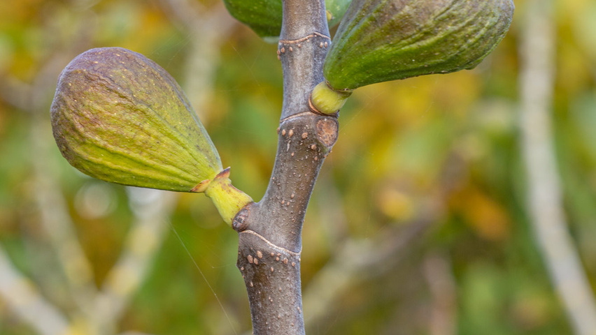Ficus carica pędy