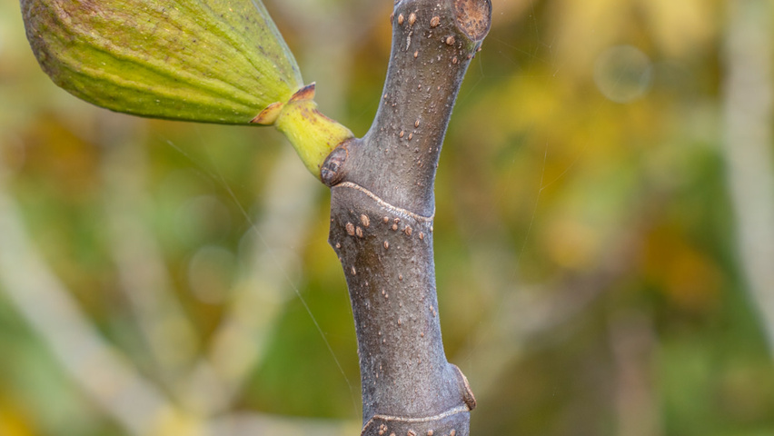 Ficus carica pędy