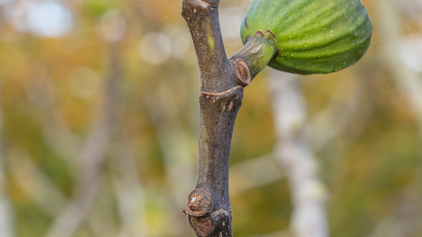Ficus carica pędy