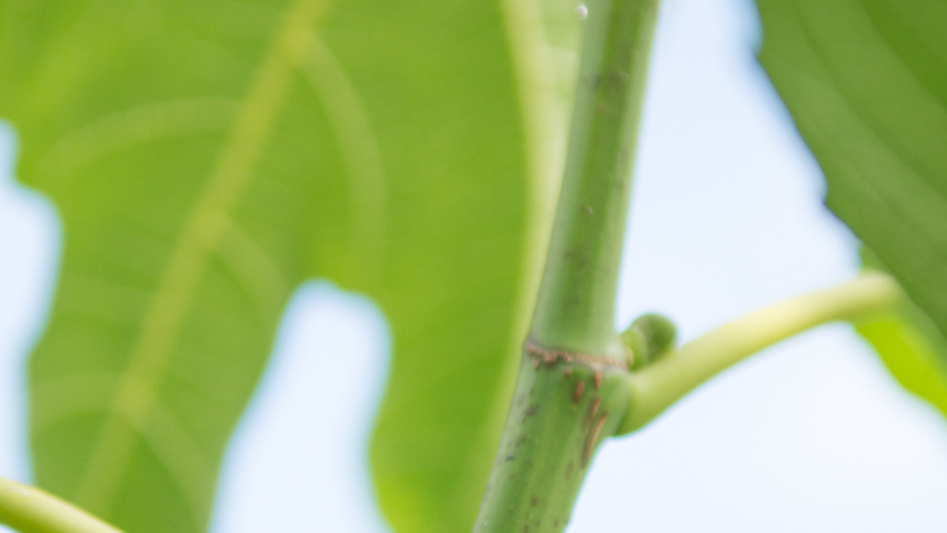 Ficus carica pędy