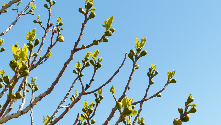 Ficus carica pędy
