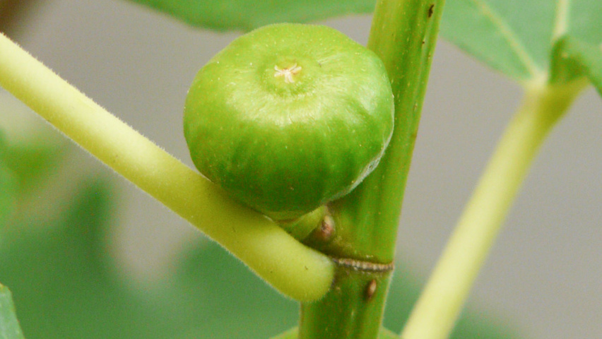 Ficus carica pędy