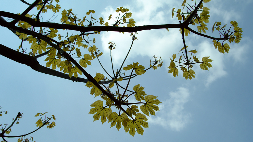 Firmiana simplex Blatt