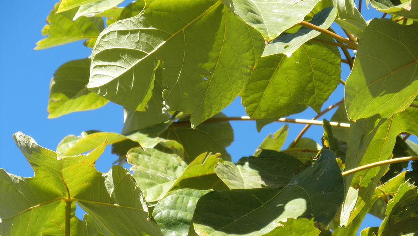 Firmiana simplex Blatt