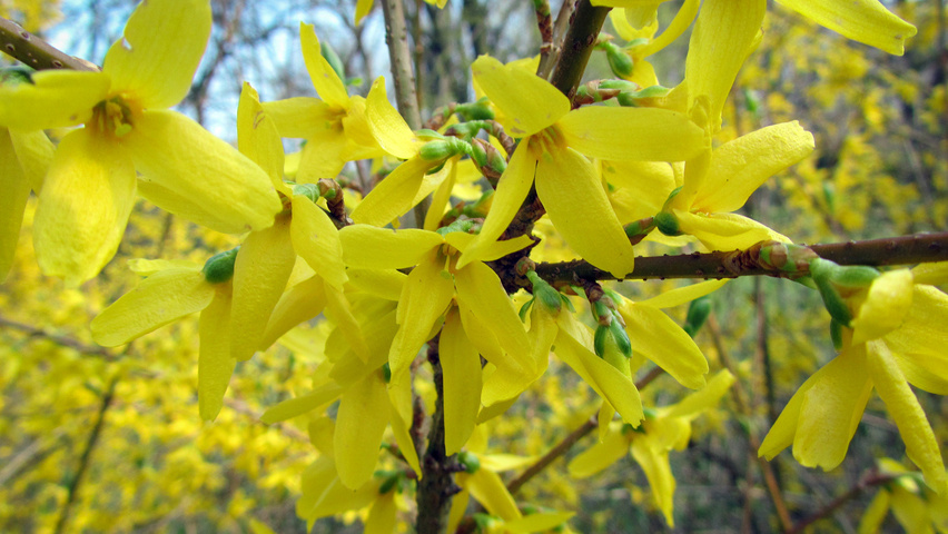 Forsythia x intermedia 'Lynwood' flowers