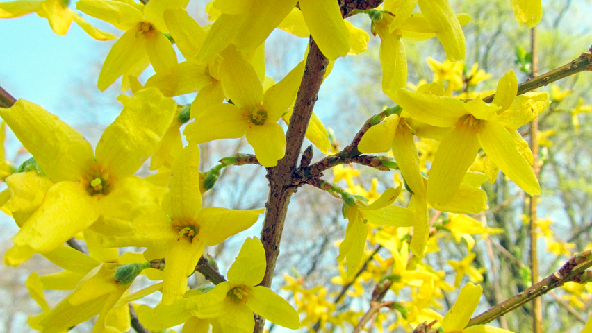 Forsythia x intermedia 'Lynwood' flowers