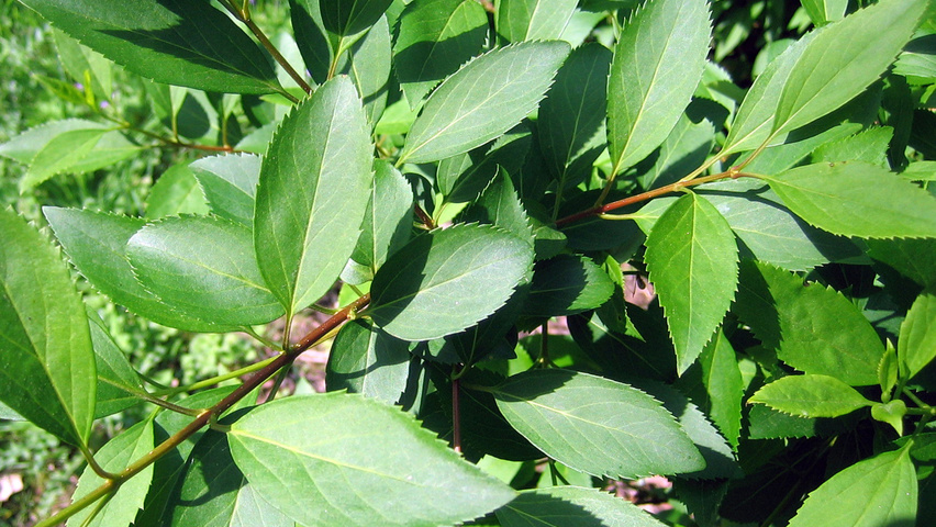 Forsythia x intermedia 'Lynwood' leaves
