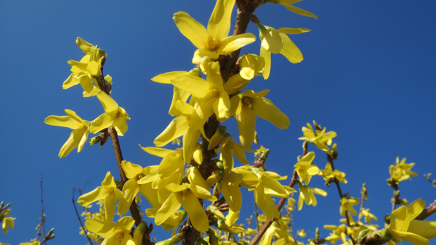 Forsythia x intermedia kwiaty