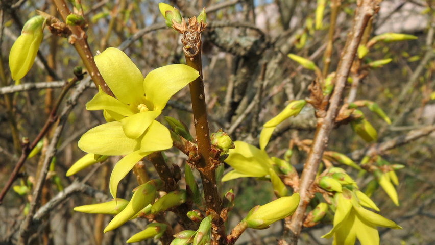 Forsythia x intermedia kwiaty