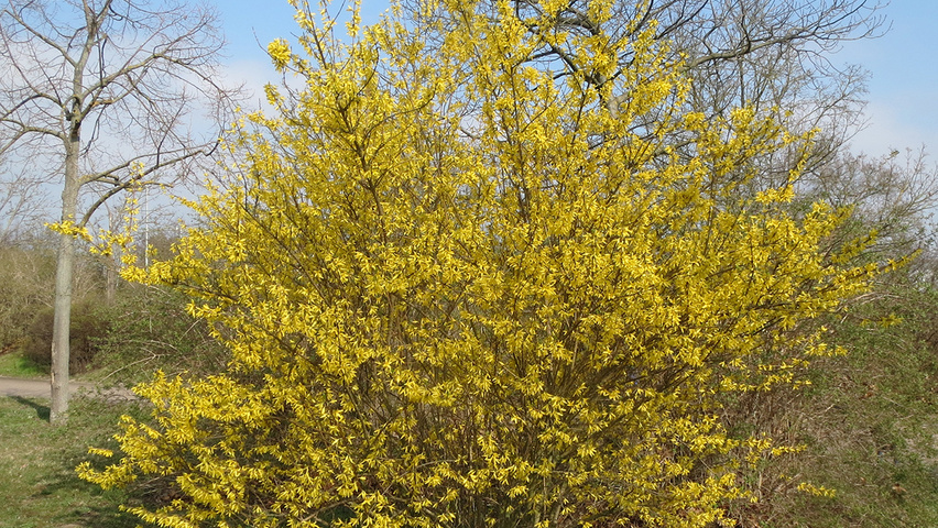 Forsythia x intermedia krzewy soliterowe