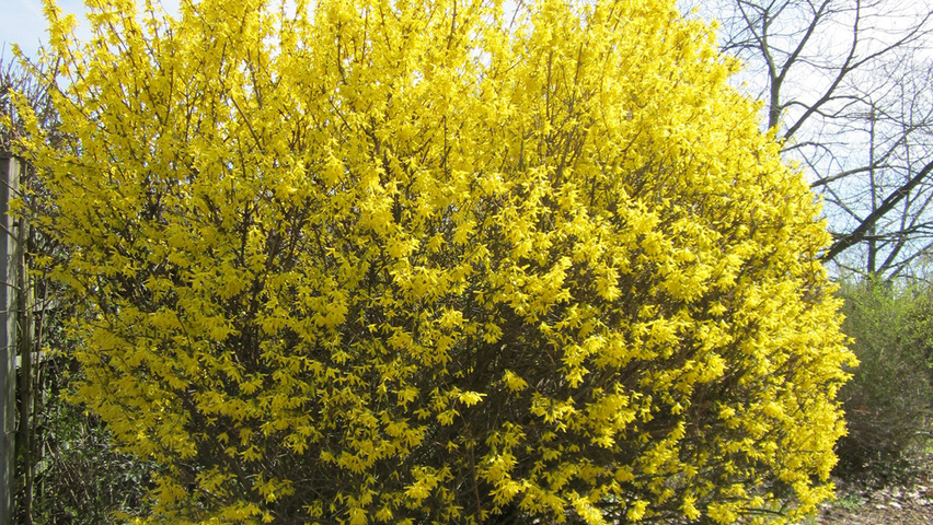 Forsythia x intermedia krzewy soliterowe