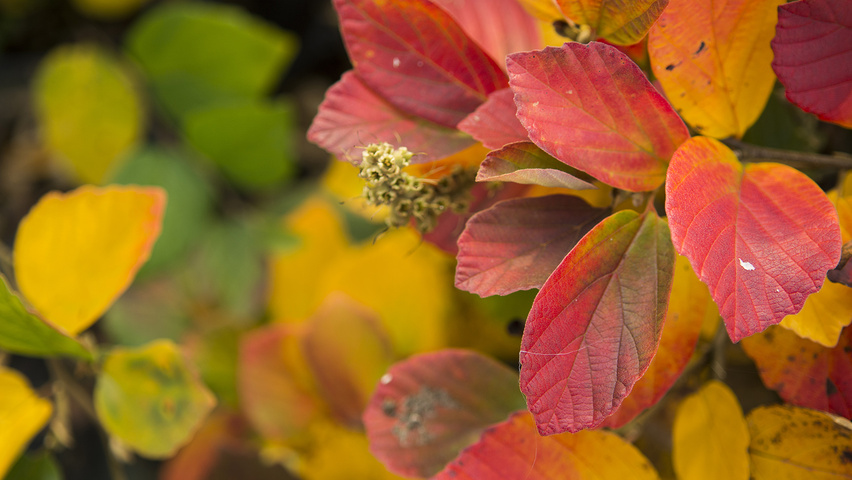 Fothergilla major feuilles automnale
