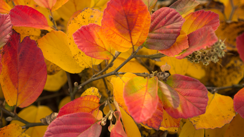 Fothergilla major feuilles automnale