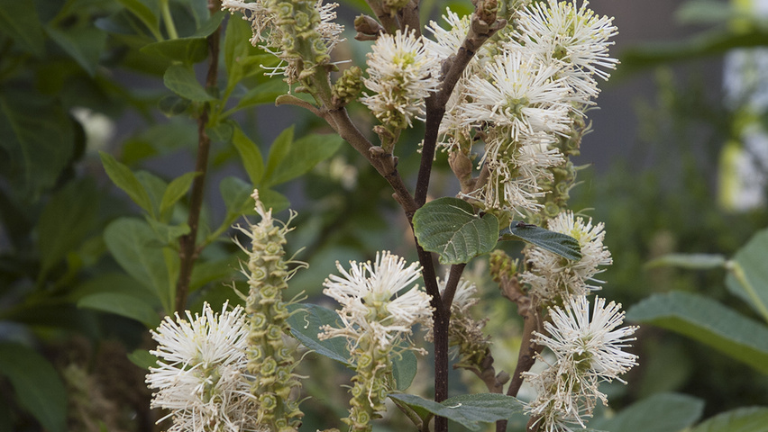 Fothergilla major fleurs