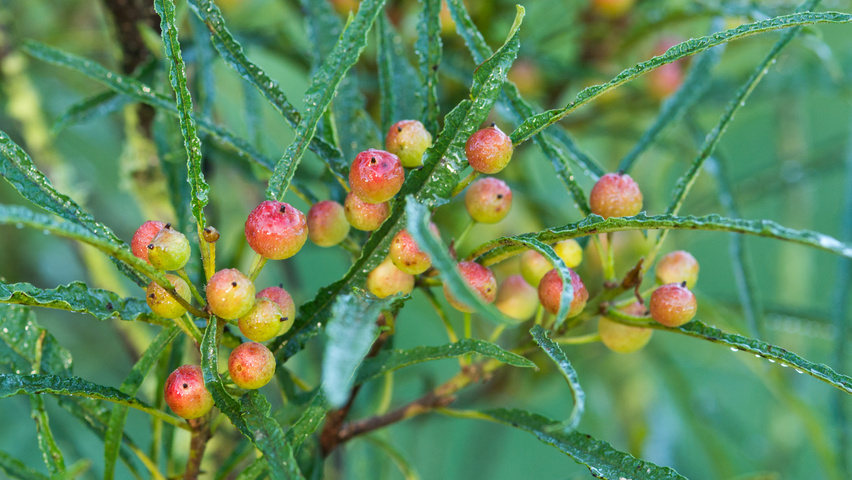 Frangula alnus 'Fine Line' fruits