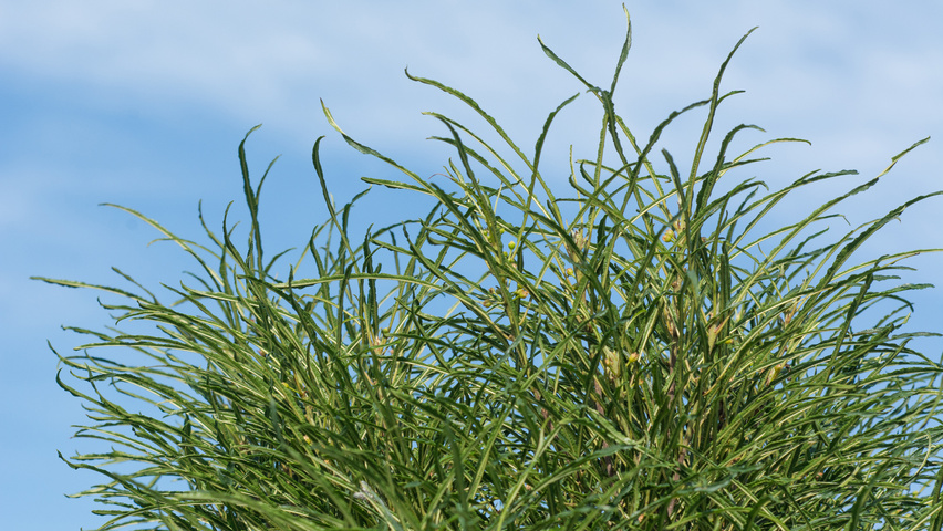 Frangula alnus 'Fine Line' leaves