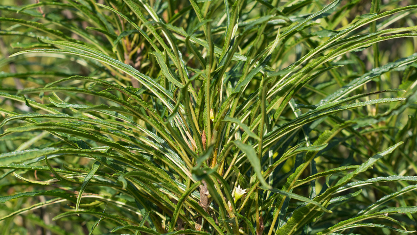 Frangula alnus 'Fine Line' leaves
