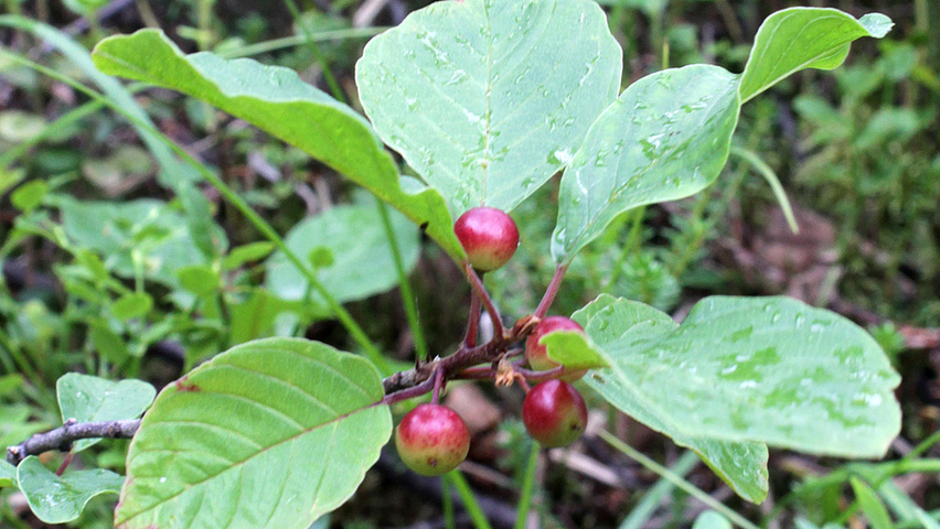 Frangula alnus fruits