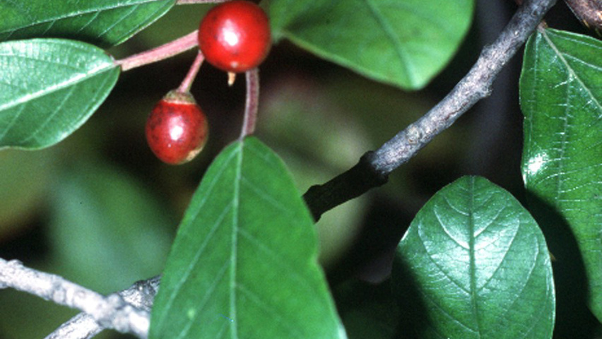Frangula alnus leaves