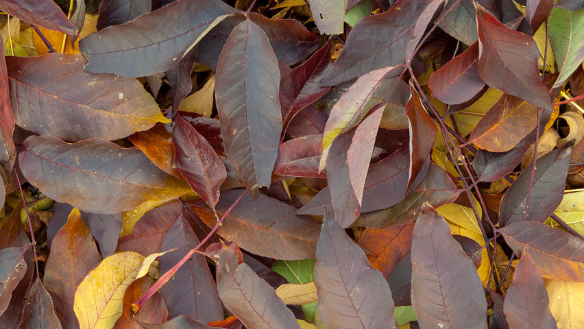 Fraxinus americana 'Autumn Applause' autumn leaves