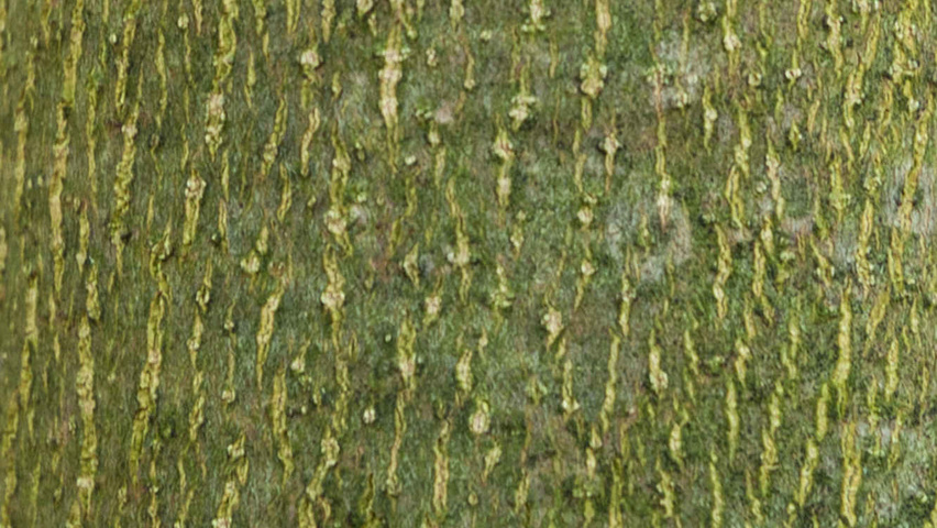 Fraxinus americana 'Autumn Applause' bark