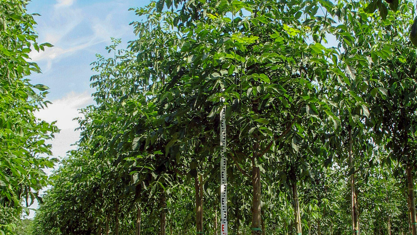 Fraxinus americana 'Autumn Applause' standard tree