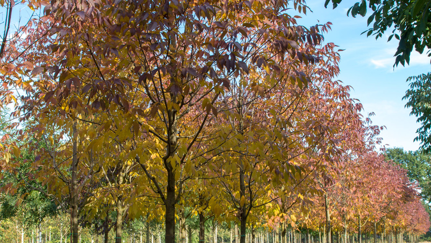 Fraxinus americana 'Autumn Applause' standard tree