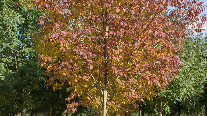 Fraxinus americana 'Autumn Applause' standard tree