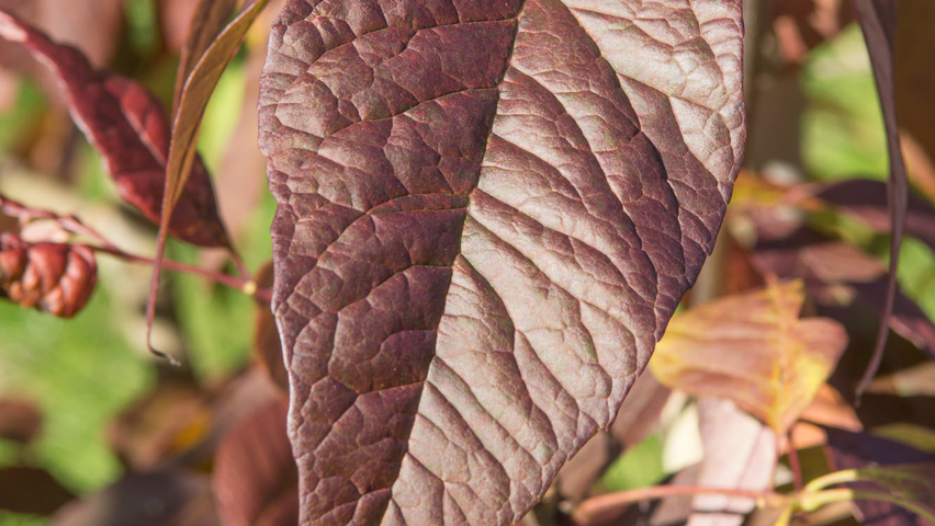 Fraxinus americana 'Autumn Purple' Herbstblatt