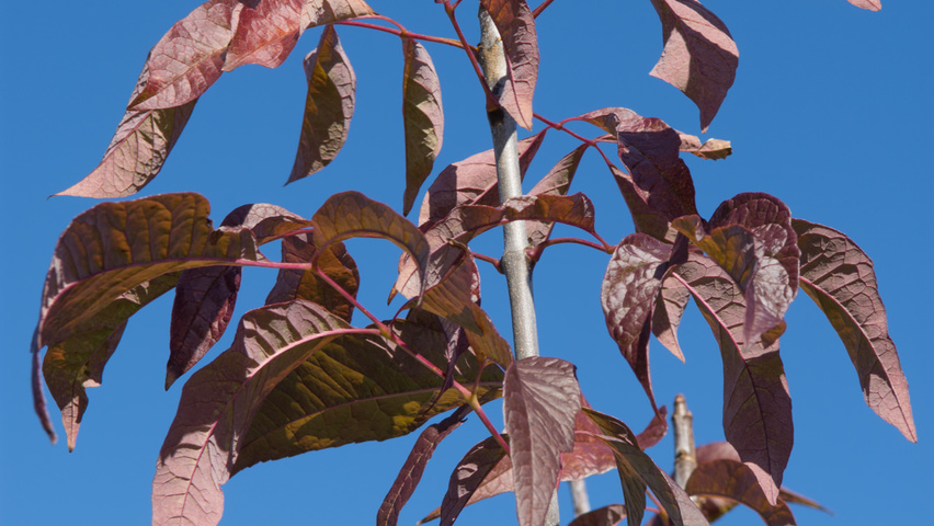 Fraxinus americana 'Autumn Purple' Herbstblatt