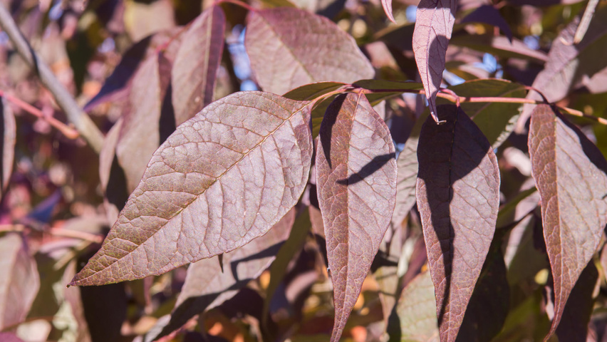 Fraxinus americana 'Autumn Purple' Herbstblatt