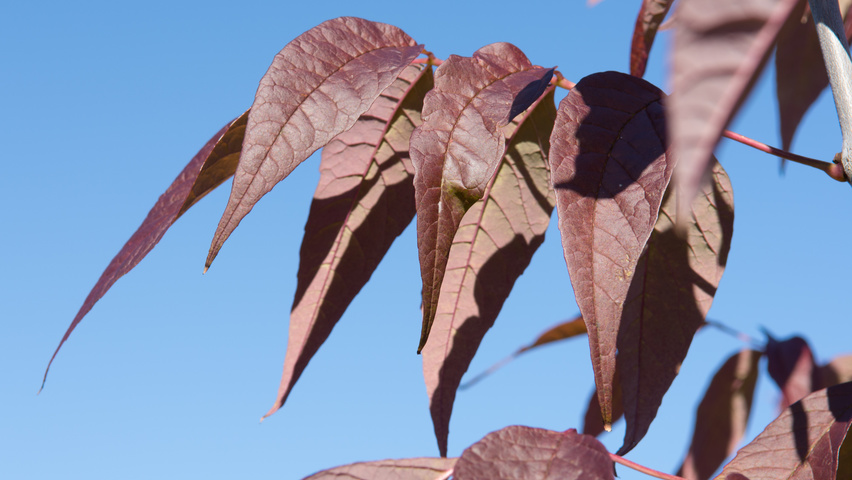 Fraxinus americana 'Autumn Purple' Herbstblatt
