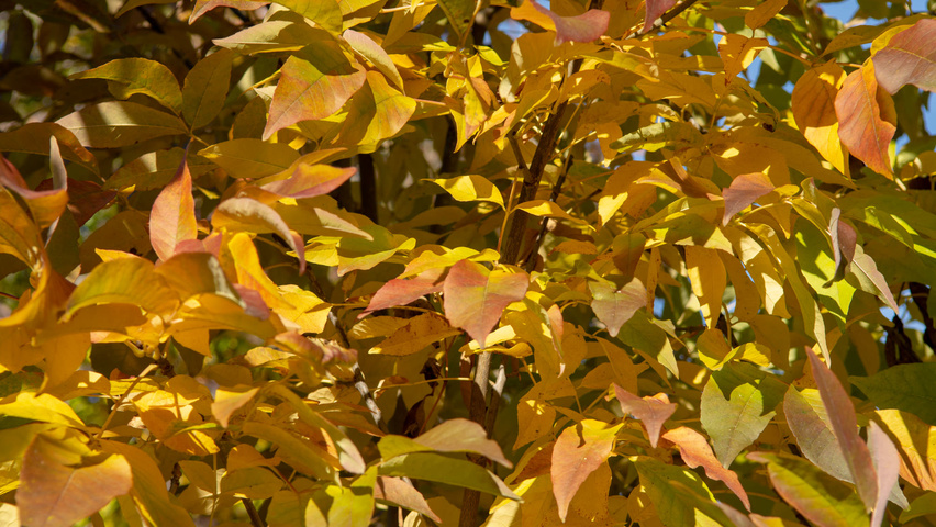 Fraxinus americana 'Autumn Purple' Herbstblatt