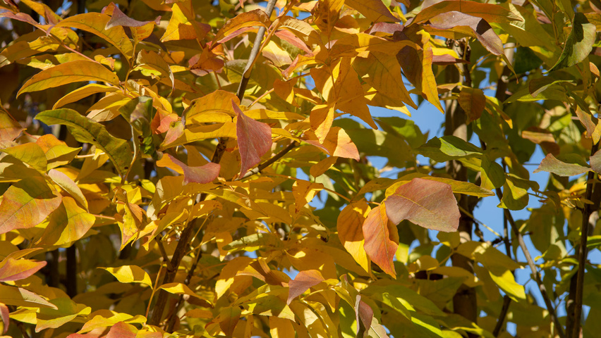 Fraxinus americana 'Autumn Purple' Herbstblatt