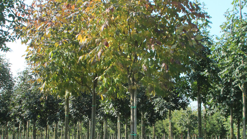 Fraxinus americana 'Autumn Purple' hochstämmig