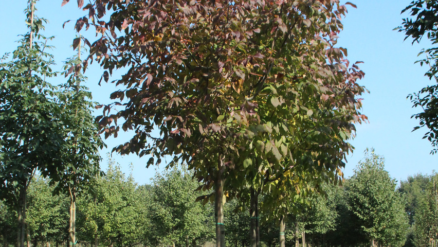 Fraxinus americana 'Autumn Purple' hochstämmig