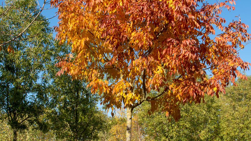 Fraxinus americana 'Autumn Purple' hochstämmig