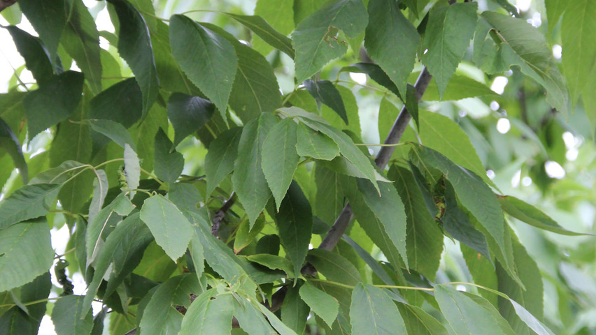 Fraxinus americana 'Autumn Purple' Blatt