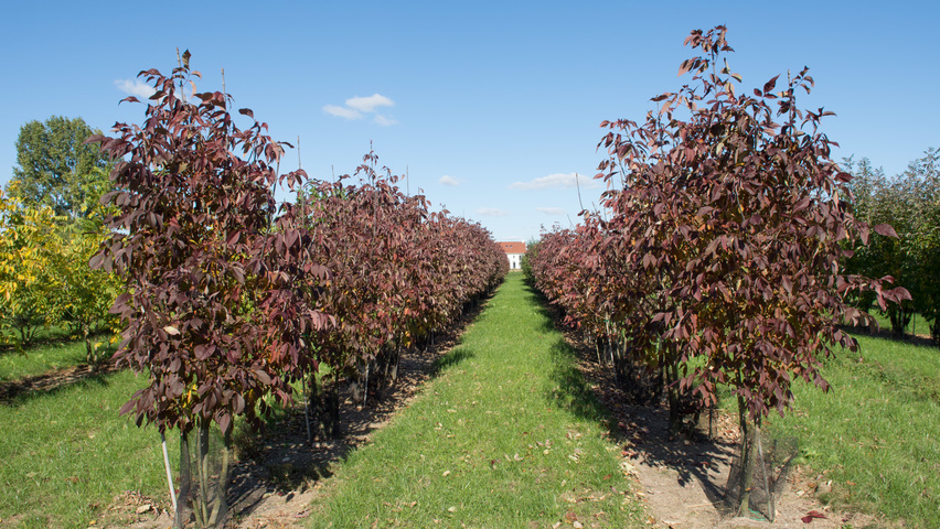 Fraxinus americana 'Autumn Purple' mehrstämmige