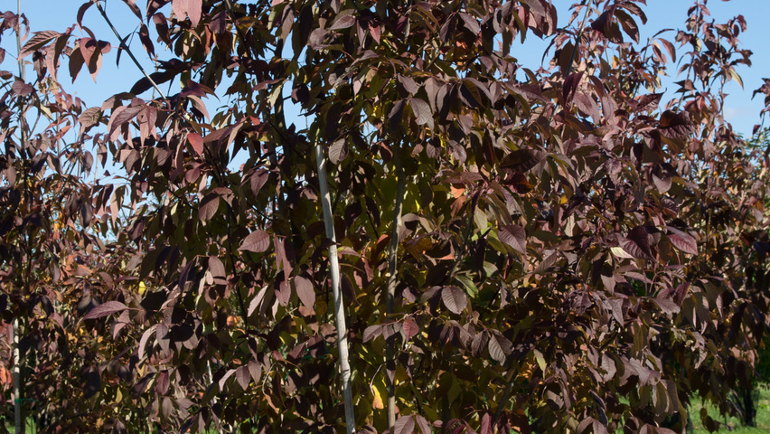 Fraxinus americana 'Autumn Purple' mehrstämmige