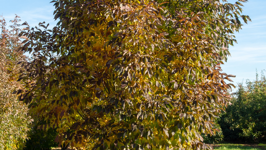 Fraxinus americana 'Autumn Purple' mehrstämmige