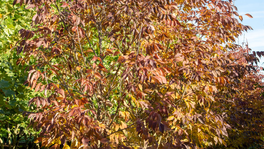Fraxinus americana 'Autumn Purple' mehrstämmige