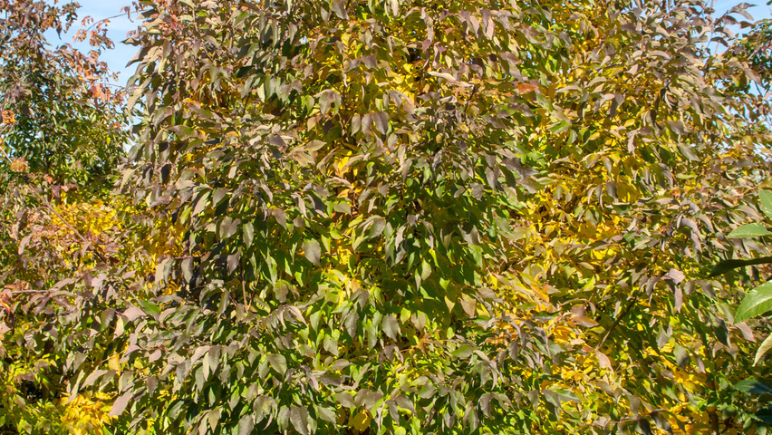 Fraxinus americana 'Autumn Purple' mehrstämmige