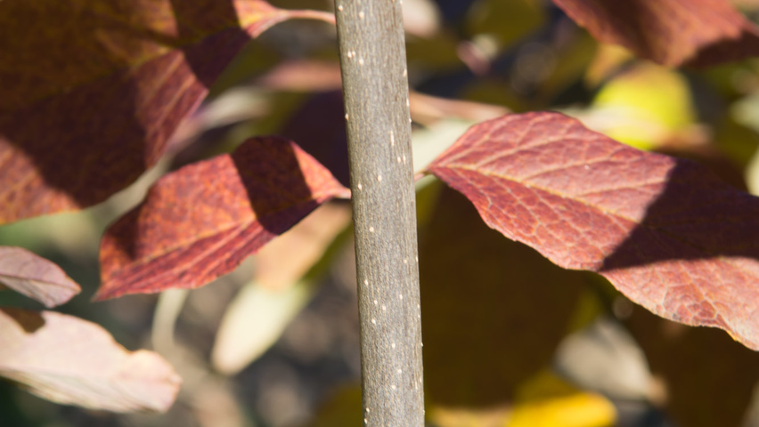 Fraxinus americana 'Autumn Purple' Zweige