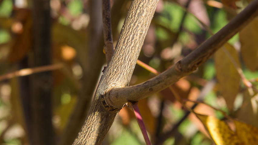 Fraxinus americana 'Autumn Purple' Zweige
