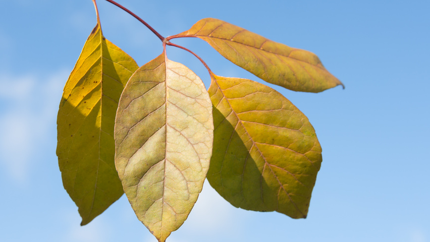 Fraxinus americana 'Skyline' herfstblad