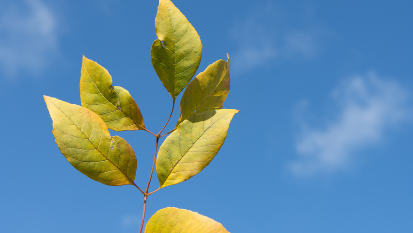 Fraxinus americana 'Skyline' herfstblad
